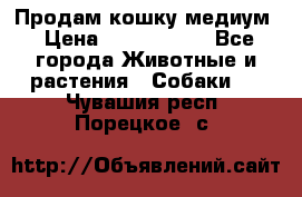 Продам кошку медиум › Цена ­ 6 000 000 - Все города Животные и растения » Собаки   . Чувашия респ.,Порецкое. с.